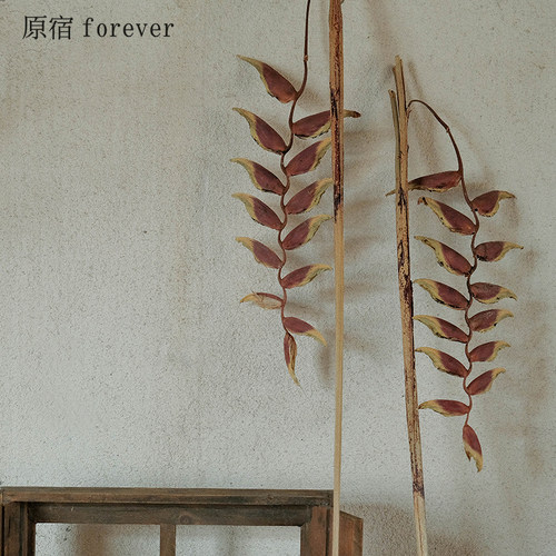 天然吊鸟干花枝条插花摆件道具