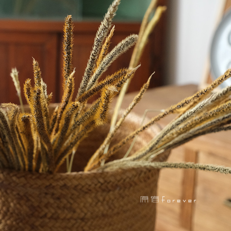 麒麟草干花自然风干植物森系花束搭配干草桌面插花拍照装饰布景