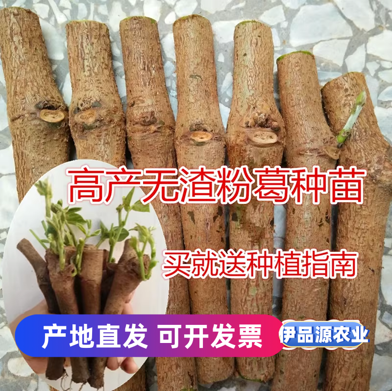 葛根种植苗无渣粉葛种苗黄金葛苗葛藤苗绿化苗广西优质桂葛一号苗