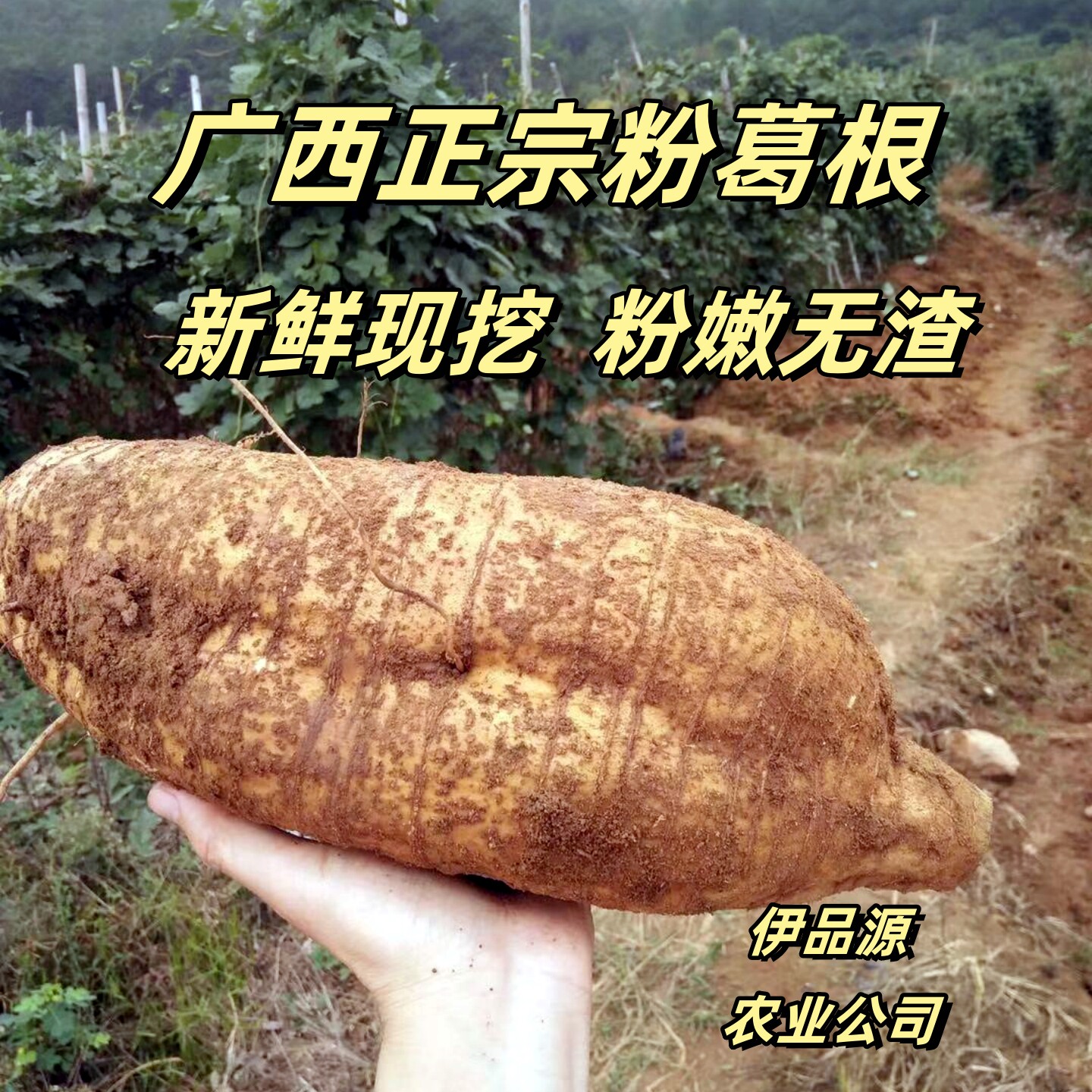 广西正宗粉葛根新鲜现挖粉嫩无渣农家自种食用农产品