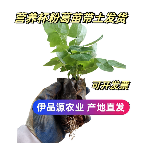 带杯粉葛种苗高产无渣广西绿化苗