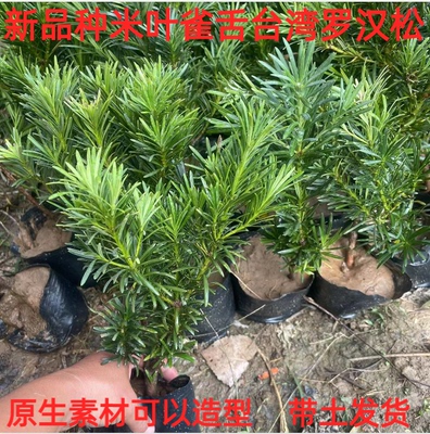 罗汉松树苗小叶罗汉松