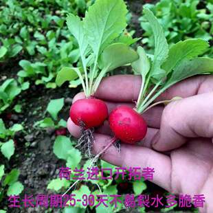 樱桃水萝卜菠菜 香菜 香芹 油菜 草莓阳台罗勒紫苏 小白菜 蔬菜种