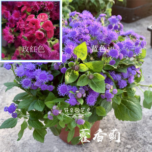 花种子 切花 藿香 大花藿香蓟 鲜切花 藿香蓟红色 藿香蓟种子