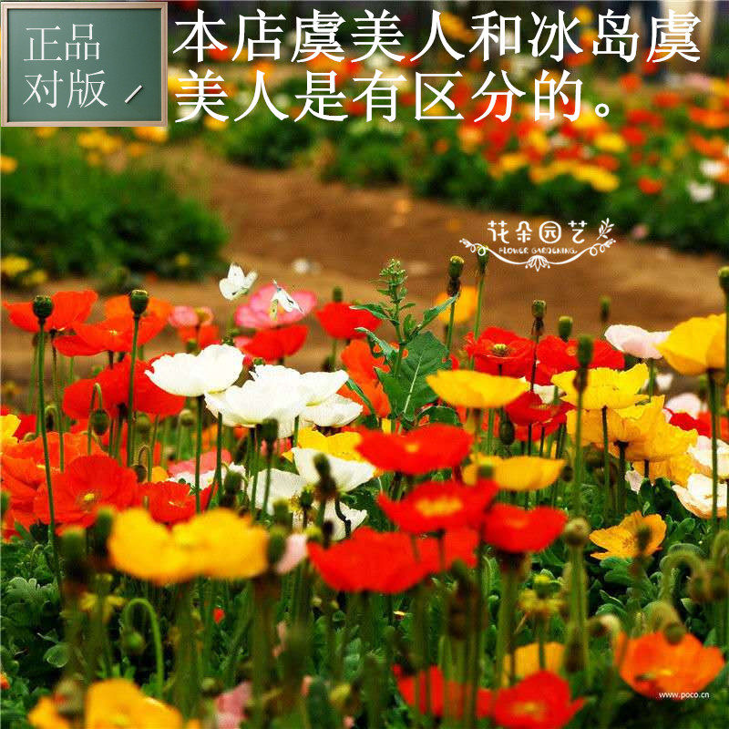 冰岛虞美人种子*多年生*易成活*耐半阴*花朵多到18朵*日本虞美人