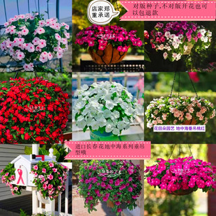 地中海系列 垂吊品种 盆栽 正品 长春花 日日春对版 泛美美国进口