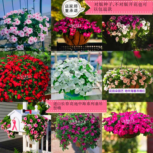 泛美垂吊地中海系列正品长春花