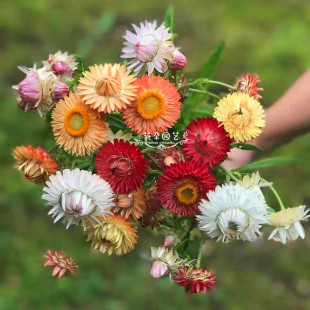 永生花种子 蜡菊 麦秆菊 庭院种植盆栽 七彩菊 观赏花卉 永生菊