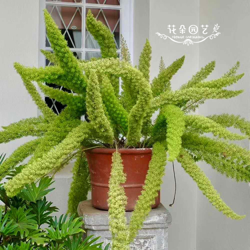 德国进口*狐尾天门冬种子5粒*花种*多年生切花*四季常绿*天冬草