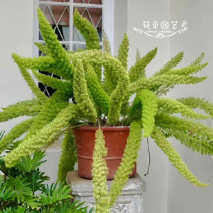 德国进口*狐尾天门冬种子5粒*花种*多年生切花*四季常绿*天冬草