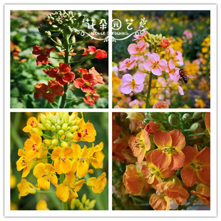 网红 地栽花 花田朵园艺 家庭园艺 彩色油菜花种子1000粒景观园林