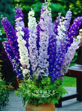 矮株飞燕草种子 多年生飞燕草   矮株高30CM   色多  可做切花