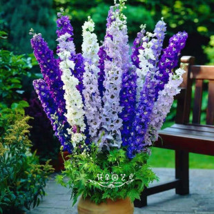 色多 矮株高30CM 可做切花 多年生飞燕草 矮株飞燕草种子