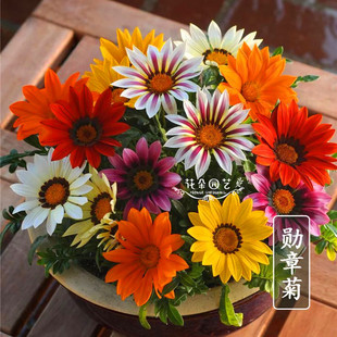 勋章菊种子胸章菊 非洲太阳菊花四季花种宿根室内阳台勋章菊多年