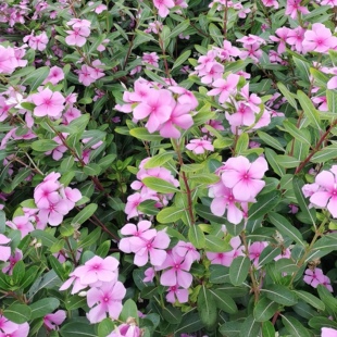 道路绿化用种 土春种子 家庭园艺嫁接 高杆60 木本长春花种子