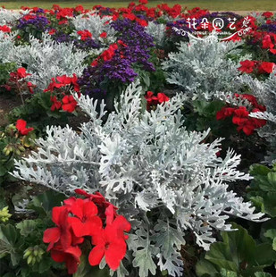 金属质感10粒装 进口银叶菊种子 耐寒植物雪叶菊 宿根 花田朵园艺