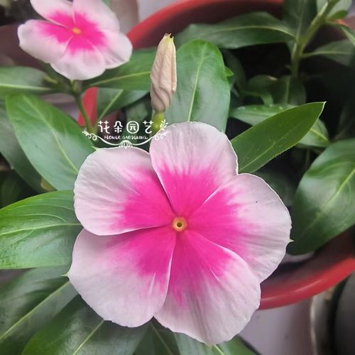 马春种子，特春长春花种子，自繁对版，数量不多。时间红面纱莫奈