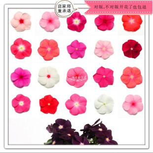 长春花种子 太平洋果酱系列 日日春10粒裸种 美国泛美 花田朵园艺