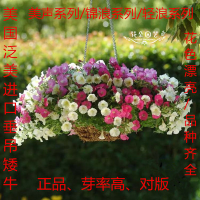 垂吊系列锦浪美声花田园艺矮牵牛