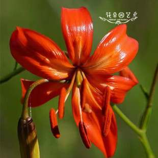 多年生宿根野百合 山丹花种子10粒 耐寒 地栽 萨日朗种子 正品