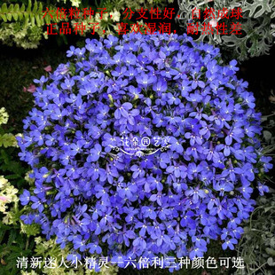 六倍利花种子翠蝶花春秋播花坛地被盆栽垂吊观花花卉种子