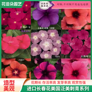 烈焰战神 长春花 果酱 大力神 泛美公司进货日日春宿根 刺青系列