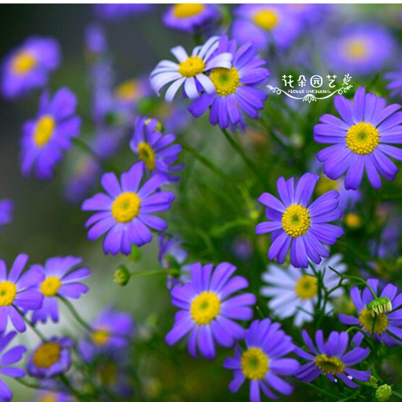 五色菊种子*鹅河菊*早春地被花卉*盆栽花境镶边花种*密花30粒包装