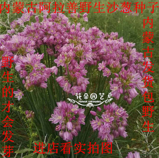 沙葱 正品 蒙草抗旱进货 扎蒙蒙种子 蔬菜沙葱土豆泥 蒙古沙葱包