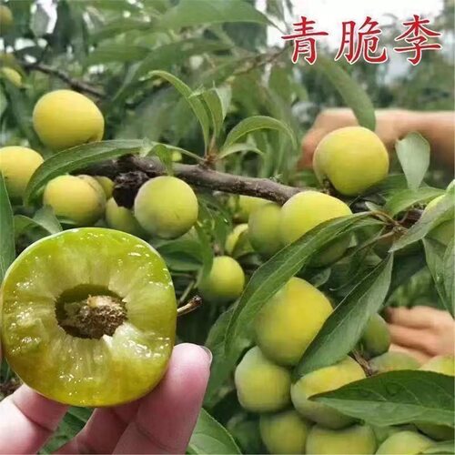 正宗青脆李子树苗嫁接特大晚熟四川青脆李脱骨李子苗南北方种果树