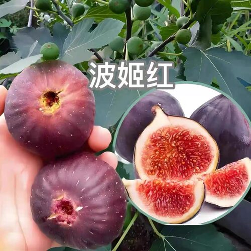 当年结果波姬红无花果树苗包验货四季耐寒南北方盆栽地栽