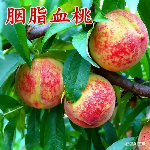 早熟胭脂血桃树苗 嫁接血桃树苗当年结果新品种果树胭脂红桃树苗