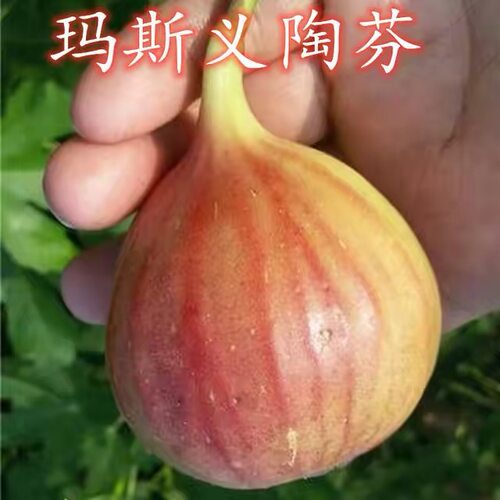 新品种无花果苗玛斯义陶芬无花果砂糖水果树苗盆地栽南北方种植