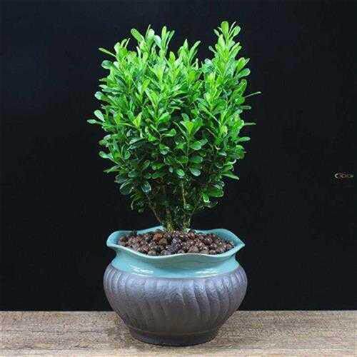 千年矮树苗黄杨盆景耐寒办公室内盆栽四季常青好养客厅花卉庭院树