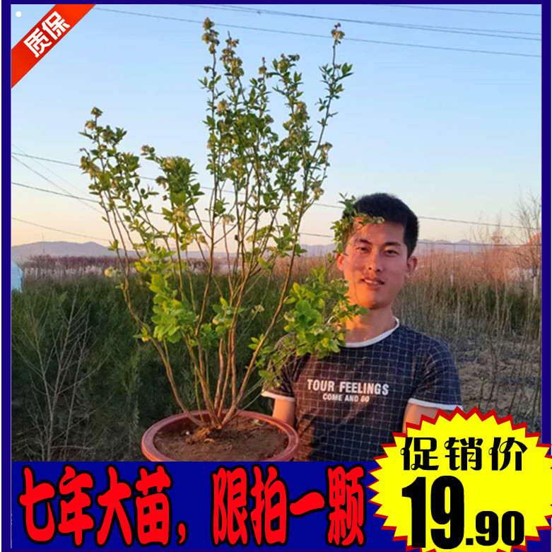 蓝莓苗盆栽阳台地栽庭院南北方四季带果种植特大蓝莓树苗当年结果