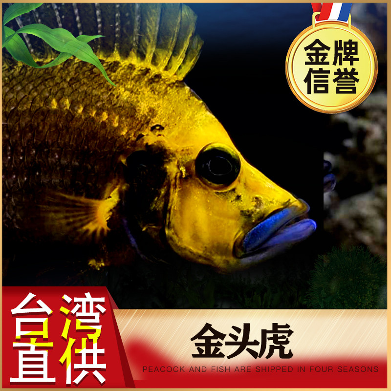 野生黄金虎白喷淡水活体三湖慈鲷