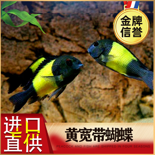 三湖慈鲷黄宽带珍珠蝴蝶热带鱼