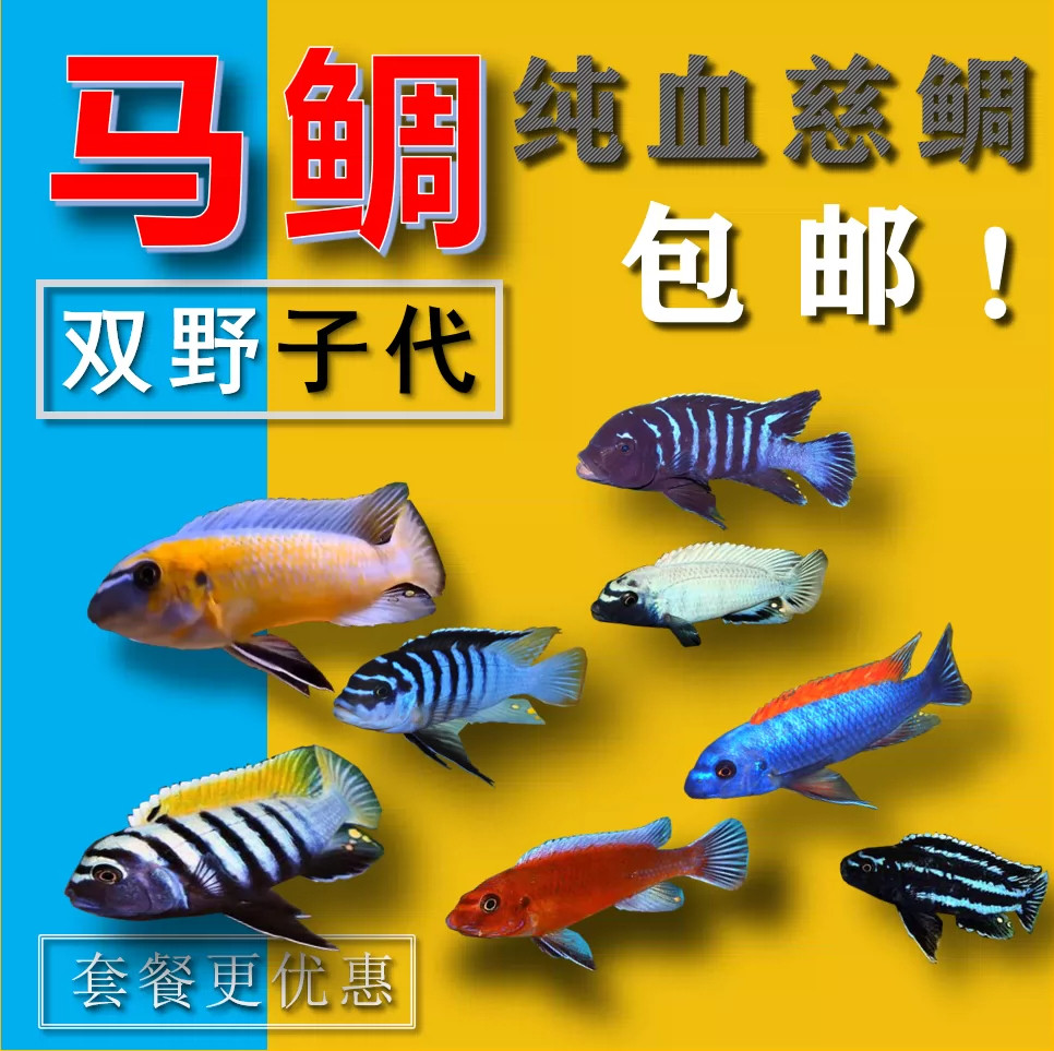 三湖慈鲷观赏鱼岩栖大骷髅马鲷非洲王子慈鲷鱼大骷髅布隆迪热带鱼
