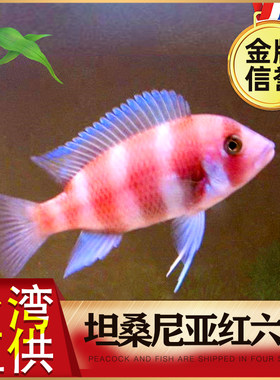 鹅头坦桑尼亚六间观赏鱼三湖慈鲷