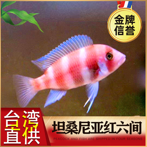 台湾三湖慈鲷 坦鲷 鹅头 坦桑尼亚红六间 布隆迪六间 活体 观赏鱼 - 封面