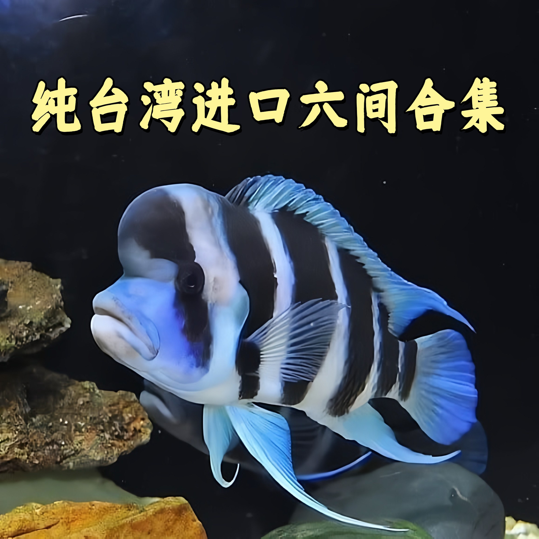 三湖慈鲷鱼 布隆迪六间 鹅头皇冠 坦鲷 萨伊蓝 活体热带 观赏鱼
