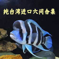 三湖慈鲷鱼 布隆迪六间 鹅头皇冠 坦鲷 萨伊蓝 活体热带 观赏鱼