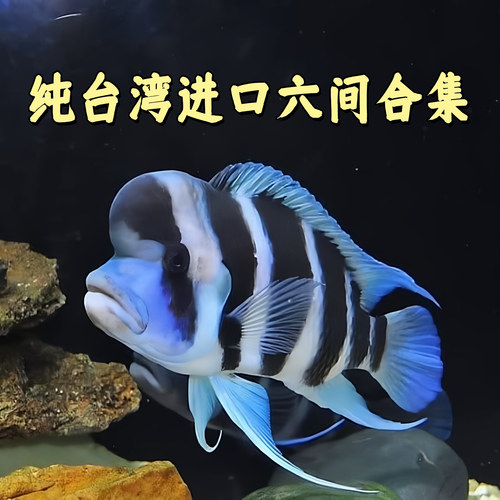 布隆迪六间三湖慈鲷萨伊蓝观赏鱼