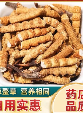 2025西藏那曲大断草 三根/克 冬虫夏草干货正宗 断虫草可帮忙打粉