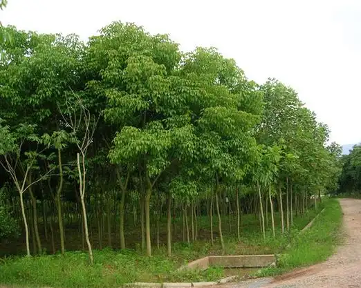 重阳木 茄苳、红桐、乌杨、秋枫、赤木、胡杨南北方种植地栽盆栽