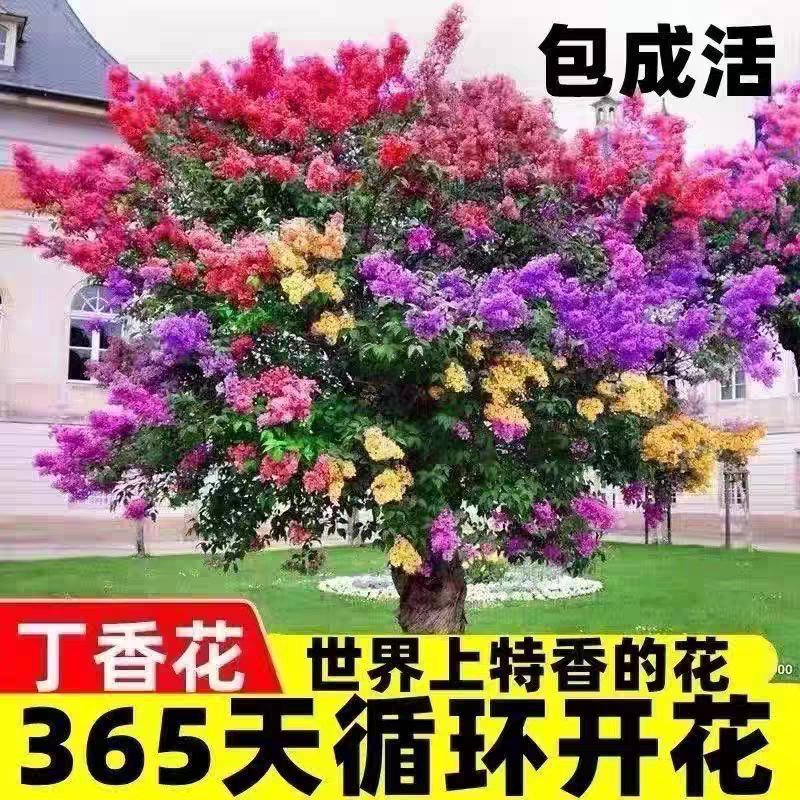 四季开花浓香型重瓣丁香花盆栽耐