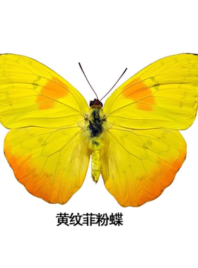 黄纹菲粉蝶Phoebis-phileaA1真蝴蝶标本原蝶不展翅蝴蝶真蝴蝶标本