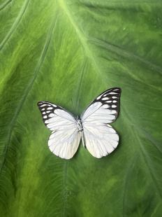 锯粉蝶未展翅原蝶真蝴蝶标本科普教学标本