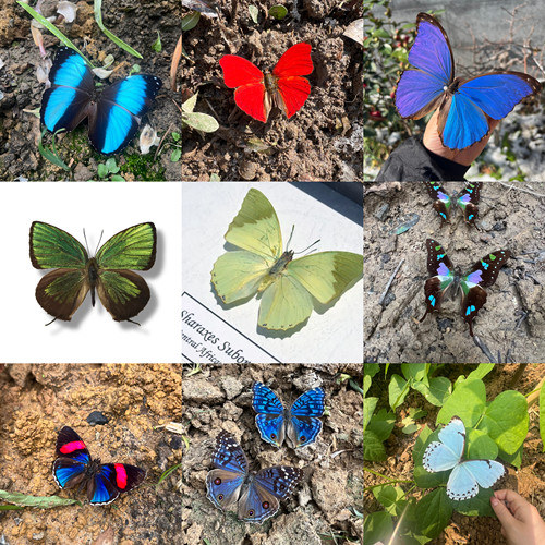 进口各种闪蝶干制原蝶标本