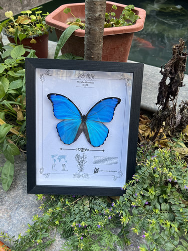 真蝴蝶标本装饰画情人节礼物