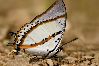 忘忧尾蛱蝶未展翅原蝶真蝴蝶标本